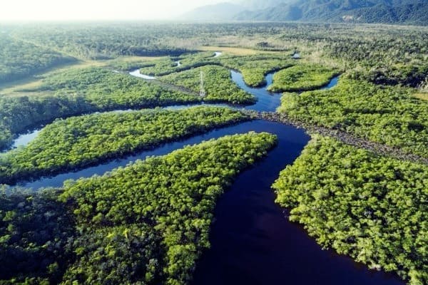 La forêt amazonienne