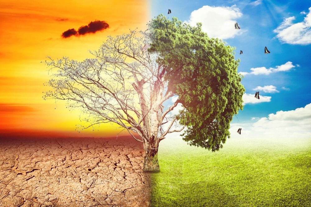 À gauche, une terre brûlée et un arbre sans feuilles, à droite un arbre vert et de l'herbe