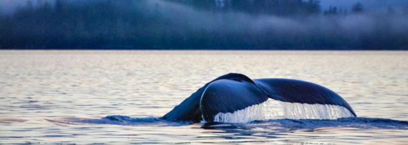 Canada’s Marine Conservation